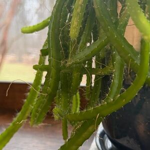 Meet your Posher, Kerry